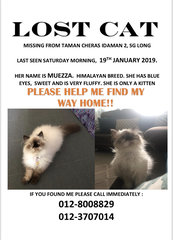 Muezza - Himalayan + Persian Cat