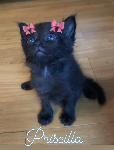 Bundle Of Joy - Bombay + British Shorthair Cat