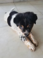 Pandaz - Mixed Breed Dog