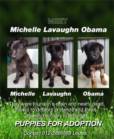 Michelle Lavaughn Obama - Mixed Breed Dog