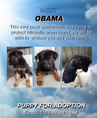 Michelle Lavaughn Obama - Mixed Breed Dog