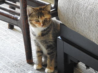 Cheeseburger Aka Cheesy - Domestic Short Hair Cat