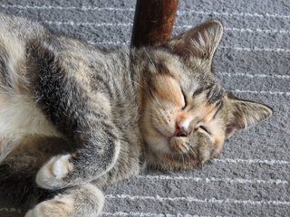 Cheeseburger Aka Cheesy - Domestic Short Hair Cat