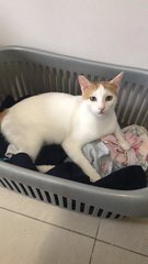 She will guard your laundry for you!