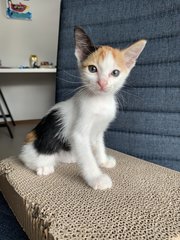 Cassie - Domestic Short Hair + Calico Cat