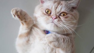 Downie - Exotic Shorthair Cat