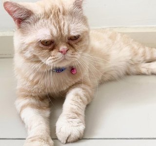 Downie - Exotic Shorthair Cat