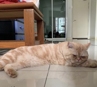 Downie - Exotic Shorthair Cat