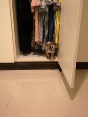 Ninja exploring my hubby's clothes cabinet!