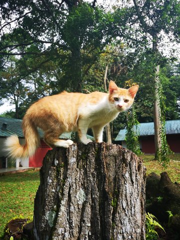 Chewy - Domestic Medium Hair Cat