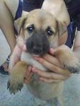 Jojo - Mixed Breed Dog