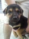 Sasha - Mixed Breed Dog