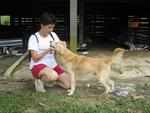 Goldy - Golden Retriever Dog