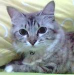 Cicha - Domestic Medium Hair Cat