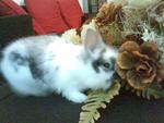 Cici - Lionhead Rabbit