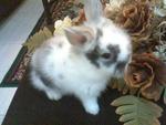 Cici - Lionhead Rabbit