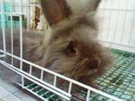 Lily (English Angora) - Angora Rabbit Rabbit