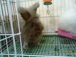 Lily (English Angora) - Angora Rabbit Rabbit