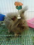 Lily (English Angora) - Angora Rabbit Rabbit