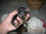 1 day old Eko