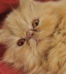 Sherry - Persian Cat