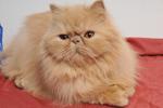 Sherry - Persian Cat