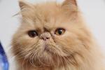 Sherry - Persian Cat