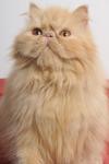 Sherry - Persian Cat