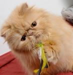 Sherry - Persian Cat