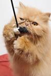 Sherry - Persian Cat