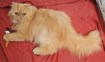 Sherry - Persian Cat