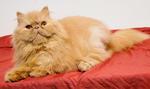 Sherry - Persian Cat