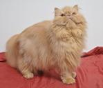 Sherry - Persian Cat