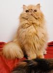 Sherry - Persian Cat