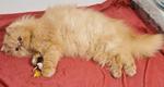 Sherry - Persian Cat