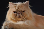 Sherry - Persian Cat