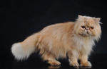 Sherry - Persian Cat