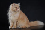 Sherry - Persian Cat