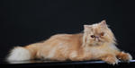 Sherry - Persian Cat