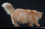 Sherry - Persian Cat