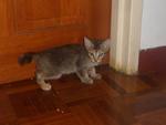 Kittens For Adoption - Domestic Short Hair + Domestic Medium Hair Cat