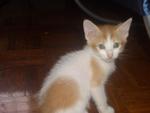 Kittens For Adoption - Domestic Short Hair + Domestic Medium Hair Cat