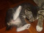 Kittens For Adoption - Domestic Short Hair + Domestic Medium Hair Cat