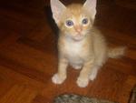 Kittens For Adoption - Domestic Short Hair + Domestic Medium Hair Cat