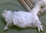 A Munchkin wannabe...