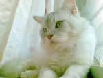 Remembering when I was a stray...
