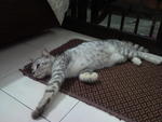 Kecik' - Domestic Medium Hair Cat