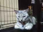 Kecik' - Domestic Medium Hair Cat