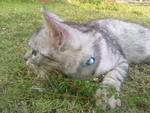 Kecik' - Domestic Medium Hair Cat