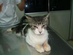 Snickers!!  (Dumped At Megamall!!) - Domestic Long Hair Cat